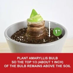 26/28cm, Tinkerbell Amaryllis Flower Bulbs (Bag Of 3) -J Parkers Garden Store garden state bulb flower bulbs ech 36 03 01 1f 1000