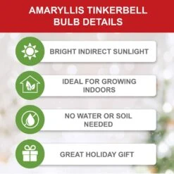 26/28cm, Tinkerbell Amaryllis Flower Bulbs (Bag Of 3) -J Parkers Garden Store garden state bulb flower bulbs ech 36 03 01 c3 1000