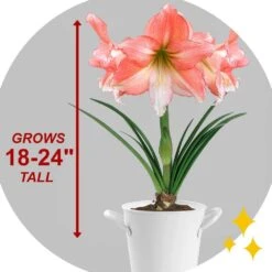 26/28cm, Tinkerbell Amaryllis Flower Bulbs (Bag Of 6) 14 26/28cm, Tinkerbell Amaryllis Flower Bulbs (Bag Of 6) -J Parkers Garden Store garden state bulb flower bulbs ech 36 06 02 44 1000