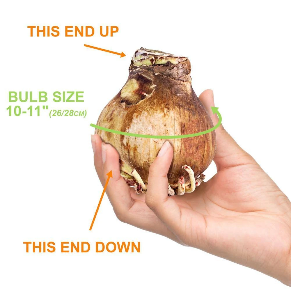 26/28cm, Tinkerbell Amaryllis Flower Bulbs (Bag Of 6) 6 26/28cm, Tinkerbell Amaryllis Flower Bulbs (Bag Of 6) - Image 4