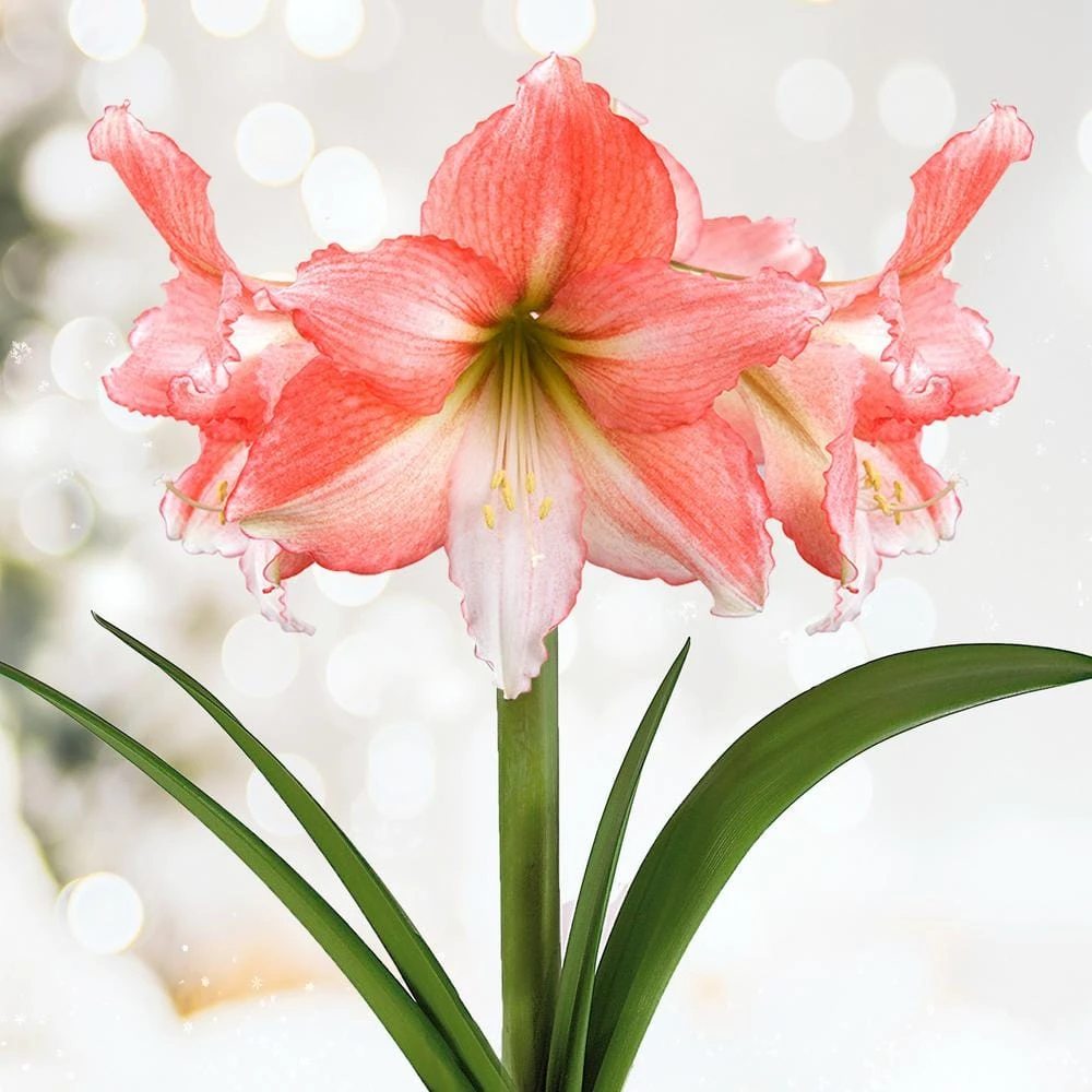 26/28cm, Tinkerbell Amaryllis Flower Bulbs (Bag Of 6) 3 26/28cm, Tinkerbell Amaryllis Flower Bulbs (Bag Of 6)
