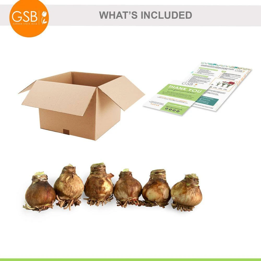 26/28cm, Tinkerbell Amaryllis Flower Bulbs (Bag Of 6) 4 26/28cm, Tinkerbell Amaryllis Flower Bulbs (Bag Of 6) - Image 2