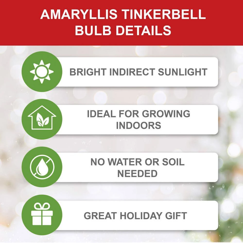 26/28cm, Tinkerbell Amaryllis Flower Bulbs (Bag Of 6) 5 26/28cm, Tinkerbell Amaryllis Flower Bulbs (Bag Of 6) - Image 3