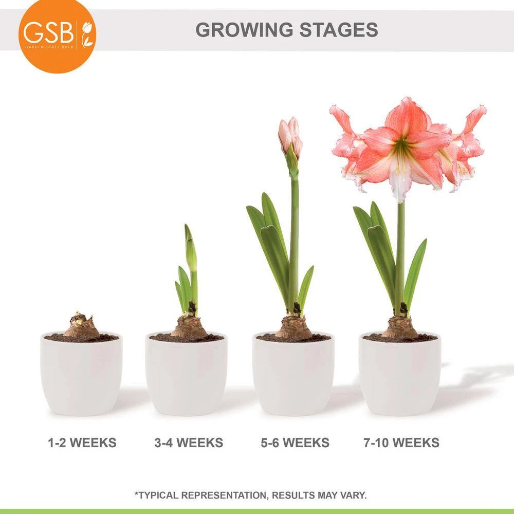 26/28cm, Tinkerbell Amaryllis Flower Bulbs (Bag Of 6) 9 26/28cm, Tinkerbell Amaryllis Flower Bulbs (Bag Of 6) - Image 7