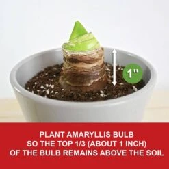 26/28cm, Opal Star Amaryllis Flower Bulbs (Bag Of 3) -J Parkers Garden Store garden state bulb flower bulbs ech 37 03 01 1f 1000