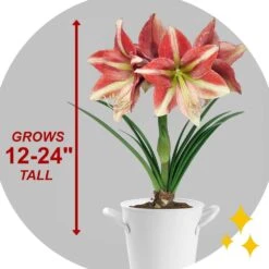 26/28cm, Opal Star Amaryllis Flower Bulbs (Bag Of 3) -J Parkers Garden Store garden state bulb flower bulbs ech 37 03 01 44 1000