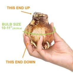 26/28cm, Opal Star Amaryllis Flower Bulbs (Bag Of 3) -J Parkers Garden Store garden state bulb flower bulbs ech 37 03 01 4f 1000