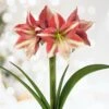 26/28cm, Opal Star Amaryllis Flower Bulbs (Bag Of 3) 2 26/28cm, Opal Star Amaryllis Flower Bulbs (Bag Of 3) -J Parkers Garden Store garden state bulb flower bulbs ech 37 03 01 64 1000
