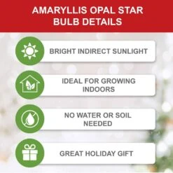 26/28cm, Opal Star Amaryllis Flower Bulbs (Bag Of 3) -J Parkers Garden Store garden state bulb flower bulbs ech 37 03 01 c3 1000
