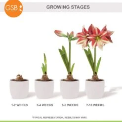 26/28cm, Opal Star Amaryllis Flower Bulbs (Bag Of 3) -J Parkers Garden Store garden state bulb flower bulbs ech 37 03 01 fa 1000