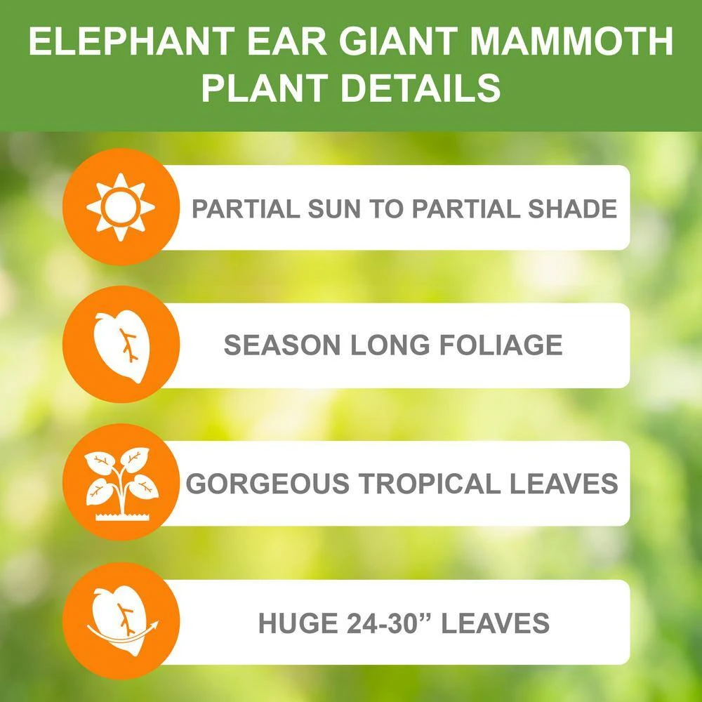 15/17 In. Giant Mammoth Elephant Ear Bulbs (Bag Of 1) 6 15/17 In. Giant Mammoth Elephant Ear Bulbs (Bag Of 1) - Image 4