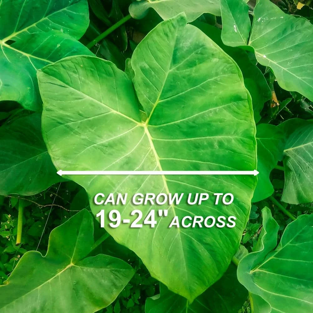 15/17 In. Giant Mammoth Elephant Ear Bulbs (Bag Of 1) 7 15/17 In. Giant Mammoth Elephant Ear Bulbs (Bag Of 1) - Image 5