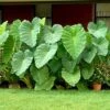 15/17 In. Giant Mammoth Elephant Ear Bulbs (Bag Of 1) -J Parkers Garden Store garden state bulb flower bulbs ecs 01 01 01 64 1000