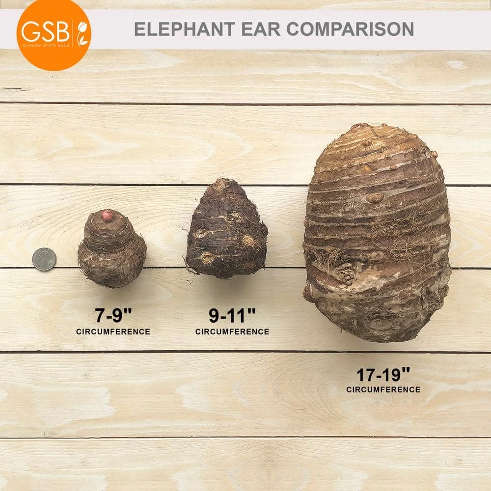 15/17 In. Giant Mammoth Elephant Ear Bulbs (Bag Of 1) 9 15/17 In. Giant Mammoth Elephant Ear Bulbs (Bag Of 1) - Image 7