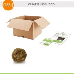 15/17 In. Giant Mammoth Elephant Ear Bulbs (Bag Of 1) 11 15/17 In. Giant Mammoth Elephant Ear Bulbs (Bag Of 1) -J Parkers Garden Store garden state bulb flower bulbs ecs 01 01 01 c3 1000