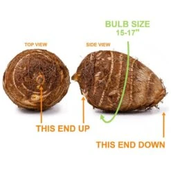 15/17 In. Giant Mammoth Elephant Ear Bulbs (Bag Of 3) 12 15/17 In. Giant Mammoth Elephant Ear Bulbs (Bag Of 3) -J Parkers Garden Store garden state bulb flower bulbs ecs 01 03 03 4f 1000