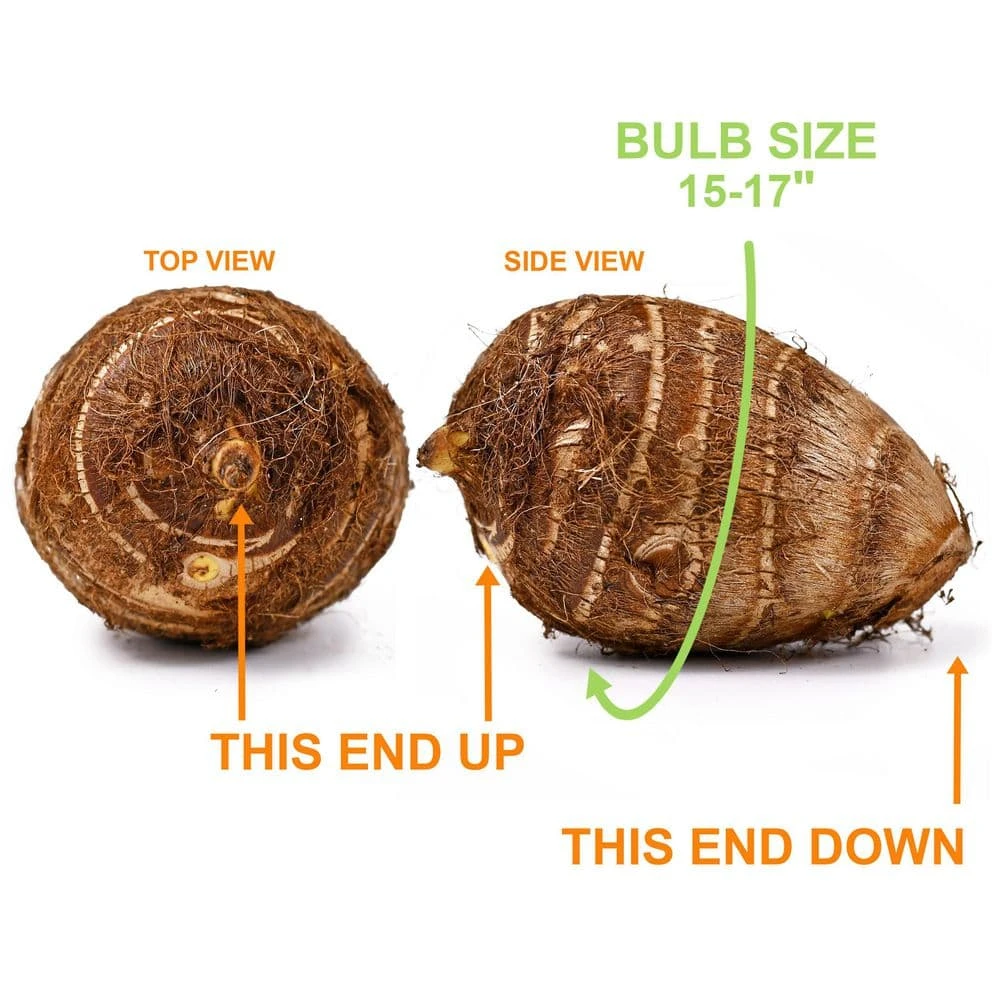 15/17 In. Giant Mammoth Elephant Ear Bulbs (Bag Of 3) 5 15/17 In. Giant Mammoth Elephant Ear Bulbs (Bag Of 3) - Image 3