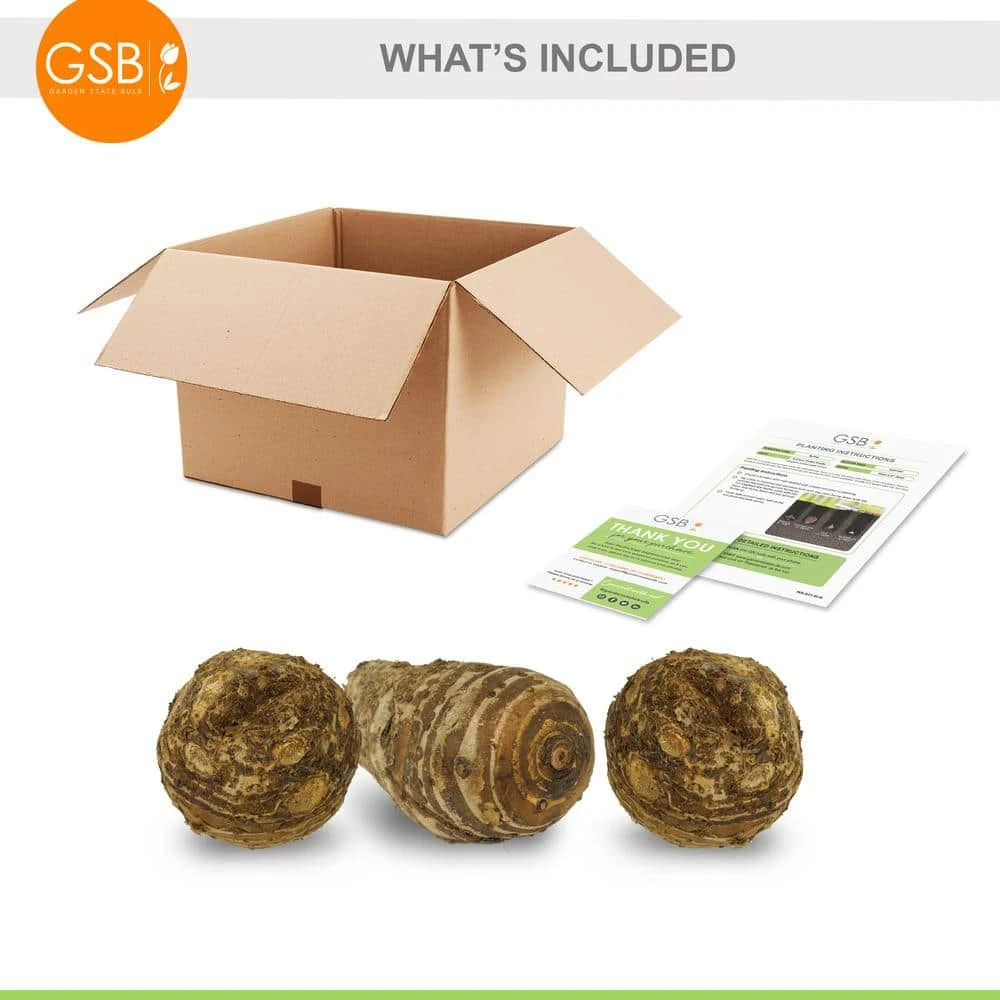 15/17 In. Giant Mammoth Elephant Ear Bulbs (Bag Of 3) 4 15/17 In. Giant Mammoth Elephant Ear Bulbs (Bag Of 3) - Image 2