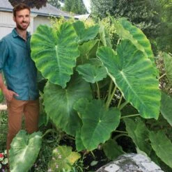 15/17 In. Giant Mammoth Elephant Ear Bulbs (Bag Of 5) -J Parkers Garden Store garden state bulb flower bulbs ecs 01 05 05 31 1000