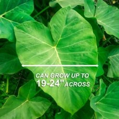 15/17 In. Giant Mammoth Elephant Ear Bulbs (Bag Of 5) -J Parkers Garden Store garden state bulb flower bulbs ecs 01 05 05 44 1000