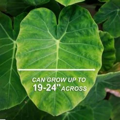 7/9 In. Colocasia Esculenta Elephant Ear Bulbs (Bag Of 5) -J Parkers Garden Store garden state bulb flower bulbs ecs 02 05 01 44 1000