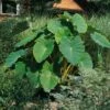 7/9 In. Colocasia Esculenta Elephant Ear Bulbs (Bag Of 5) -J Parkers Garden Store garden state bulb flower bulbs ecs 02 05 01 64 1000