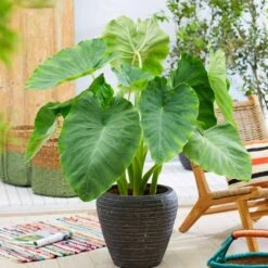 7/9 In. Colocasia Esculenta Elephant Ear Bulbs (Bag Of 10) 17 7/9 In. Colocasia Esculenta Elephant Ear Bulbs (Bag Of 10) -J Parkers Garden Store garden state bulb flower bulbs ecs 02 10 02 31 1000