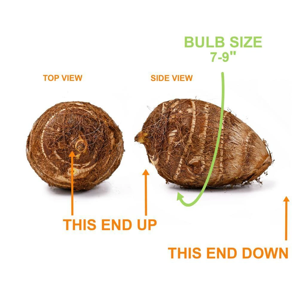 7/9 In. Colocasia Esculenta Elephant Ear Bulbs (Bag Of 10) 5 7/9 In. Colocasia Esculenta Elephant Ear Bulbs (Bag Of 10) - Image 3