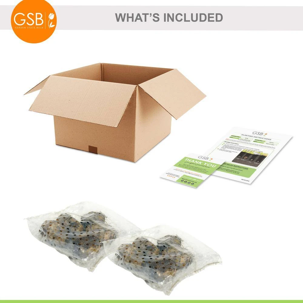 7/9 In. Colocasia Esculenta Elephant Ear Bulbs (Bag Of 10) 4 7/9 In. Colocasia Esculenta Elephant Ear Bulbs (Bag Of 10) - Image 2