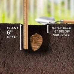 7/9 In. Colocasia Esculenta Elephant Ear Bulbs (Bag Of 20) -J Parkers Garden Store garden state bulb flower bulbs ecs 02 20 04 fa 1000