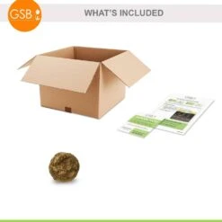 5/7 In., Black Magic Elephant Ear Bulbs (Bag Of 1) -J Parkers Garden Store garden state bulb flower bulbs ecs 03 01 01 76 1000