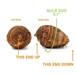 5/7 In., Black Magic Elephant Ear Bulbs (Bag Of 3) 14 5/7 In., Black Magic Elephant Ear Bulbs (Bag Of 3) -J Parkers Garden Store garden state bulb flower bulbs ecs 03 03 03 4f 1000