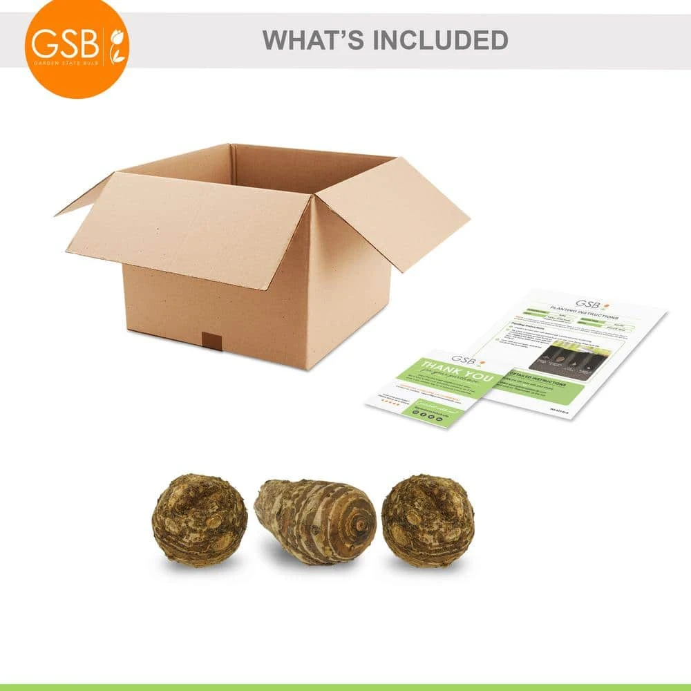 5/7 In., Black Magic Elephant Ear Bulbs (Bag Of 3) 10 5/7 In., Black Magic Elephant Ear Bulbs (Bag Of 3) - Image 8