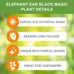 5/7 In., Black Magic Elephant Ear Bulbs (Bag Of 3) 13 5/7 In., Black Magic Elephant Ear Bulbs (Bag Of 3) -J Parkers Garden Store garden state bulb flower bulbs ecs 03 03 03 c3 1000