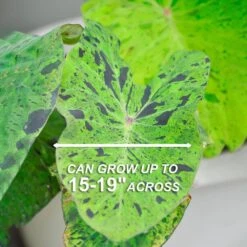 7/9 In., Mojito Elephant Ear Bulbs (Bag Of 1) -J Parkers Garden Store garden state bulb flower bulbs ecs 04 01 01 4f 1000