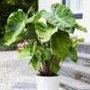 7/9 In., Mojito Elephant Ear Bulbs (Bag Of 1) 2 7/9 In., Mojito Elephant Ear Bulbs (Bag Of 1) -J Parkers Garden Store garden state bulb flower bulbs ecs 04 01 01 64 1000