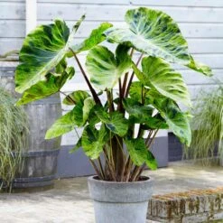 7/9 In., Mojito Elephant Ear Bulbs (Bag Of 5) 17 7/9 In., Mojito Elephant Ear Bulbs (Bag Of 5) -J Parkers Garden Store garden state bulb flower bulbs ecs 04 05 05 31 1000