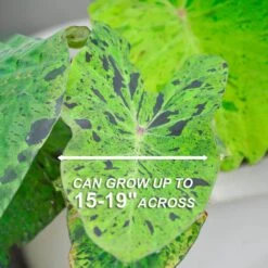 7/9 In., Mojito Elephant Ear Bulbs (Bag Of 5) 12 7/9 In., Mojito Elephant Ear Bulbs (Bag Of 5) -J Parkers Garden Store garden state bulb flower bulbs ecs 04 05 05 4f 1000