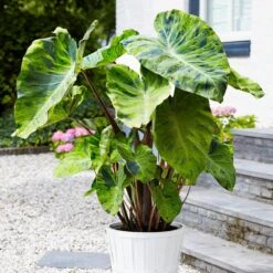 7/9 In., Mojito Elephant Ear Bulbs (Bag Of 5)