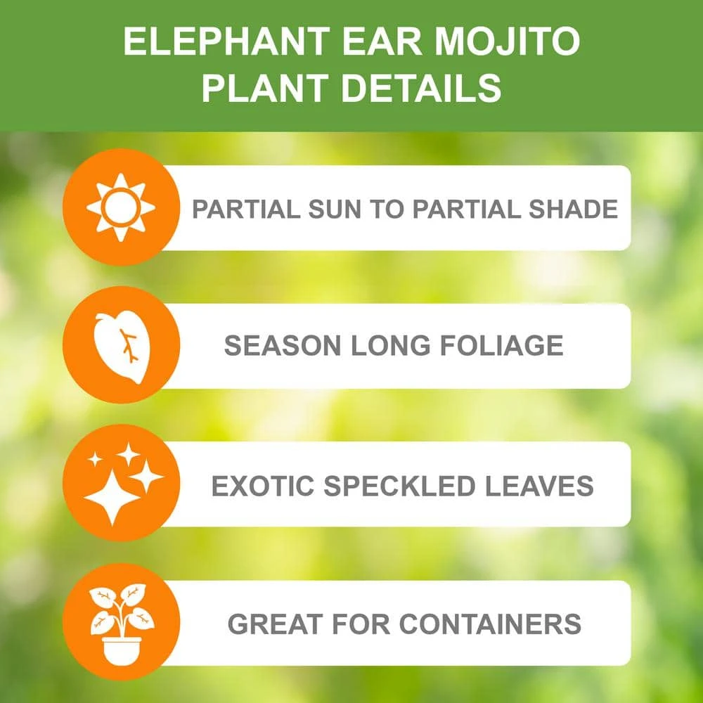 7/9 In., Mojito Elephant Ear Bulbs (Bag Of 5) 4 7/9 In., Mojito Elephant Ear Bulbs (Bag Of 5) - Image 2