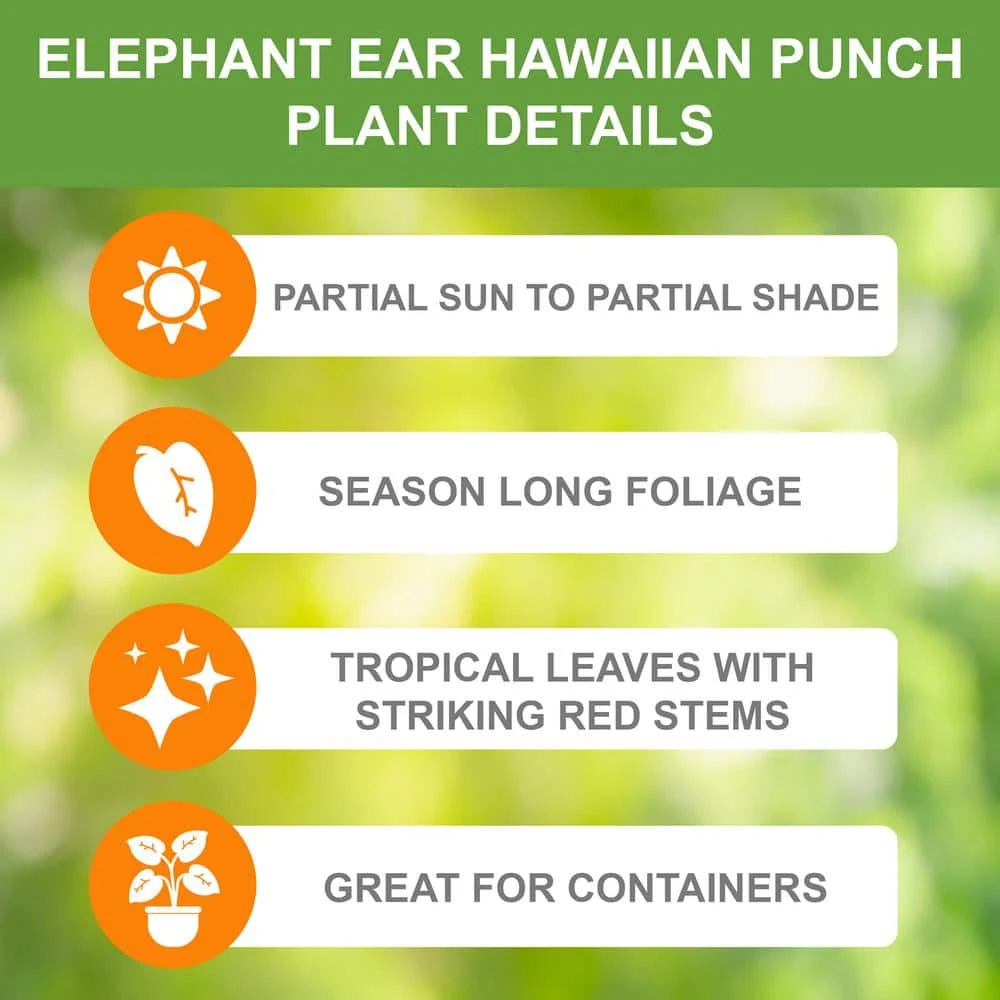 9/11 In. Hawaiian Punch Elephant Ear Bulbs, (Bag Of 3) 4 9/11 In. Hawaiian Punch Elephant Ear Bulbs, (Bag Of 3) - Image 2