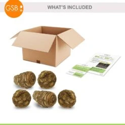 9/11 In. Hawaiian Punch Elephant Ear Bulbs, (Bag Of 5) -J Parkers Garden Store garden state bulb flower bulbs ecs 05 05 05 76 1000