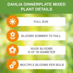 Dahlia Dinnerplate Mixed Live Flower Tubers (Bag Of 8) -J Parkers Garden Store garden state bulb flower bulbs ecs 06 08 02 1f 1000