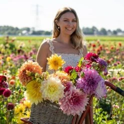 Dahlia Dinnerplate Mixed Live Flower Tubers (Bag Of 12) -J Parkers Garden Store garden state bulb flower bulbs ecs 06 12 03 31 1000