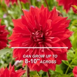 Dahlia Dinnerplate Mixed Live Flower Tubers (Bag Of 12) -J Parkers Garden Store garden state bulb flower bulbs ecs 06 12 03 44 1000