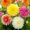 Dahlia Dinnerplate Mixed Live Flower Tubers (Bag Of 12) -J Parkers Garden Store garden state bulb flower bulbs ecs 06 12 03 64 1000