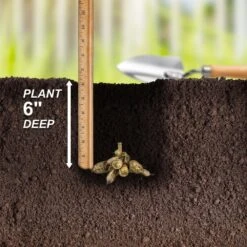 Dahlia Dinnerplate Mixed Live Flower Tubers (Bag Of 12) -J Parkers Garden Store garden state bulb flower bulbs ecs 06 12 03 fa 1000