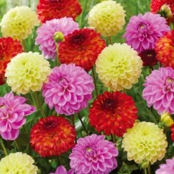 Dahlia Decorative Mixed Live Flower Tubers (Bag Of 4)