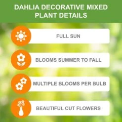 Dahlia Decorative Mixed Live Flower Tubers (Bag Of 8) -J Parkers Garden Store garden state bulb flower bulbs ecs 07 08 02 1f 1000