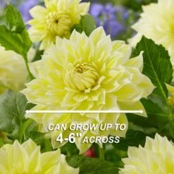 Dahlia Decorative Mixed Live Flower Tubers (Bag Of 8) -J Parkers Garden Store garden state bulb flower bulbs ecs 07 08 02 44 1000